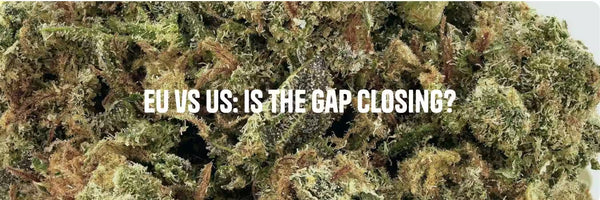 very detailed cbd flower trichome shot with text 'eu vs us: is the gap closing?'