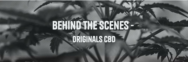 What I Do - Behind the Scenes of Sourcing at Originals CBD