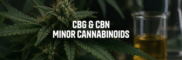 CBG and CBN in 2026: Why Minor Cannabinoids Are Becoming More Important in the CBD Market