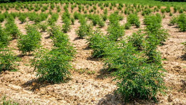 Hemp plants growing in a field with natural sunlight, light brown soil.