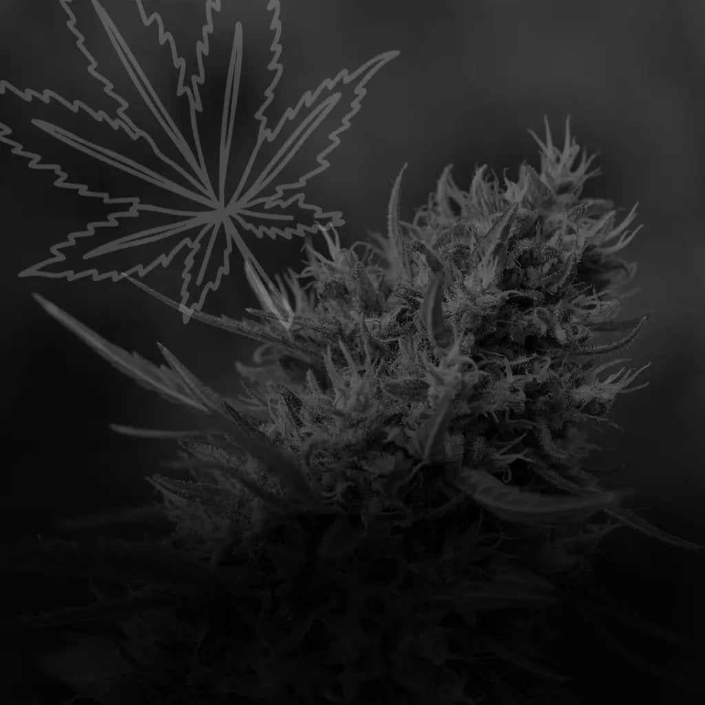 Hand-Trimmed CBD Flowers UK