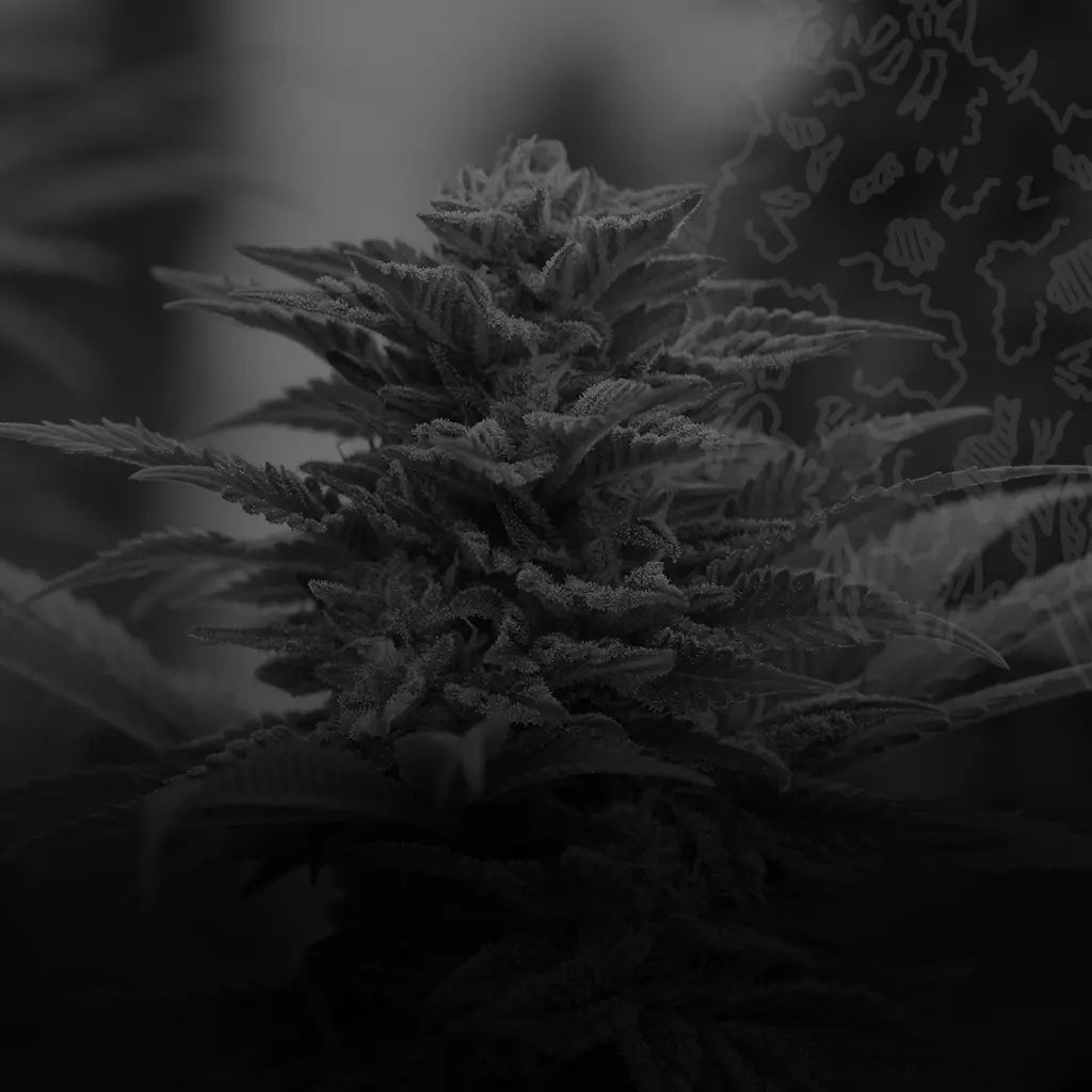 Embrace Nature’s Finest: Outdoor CBD Flowers Redefined