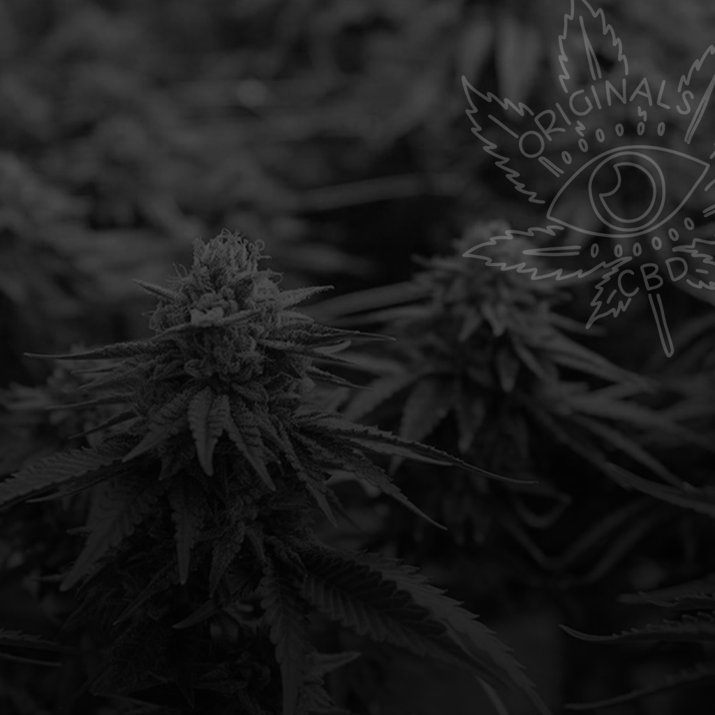 CBD Wholesale UK - Premium Bulk Hemp & Hash Supply