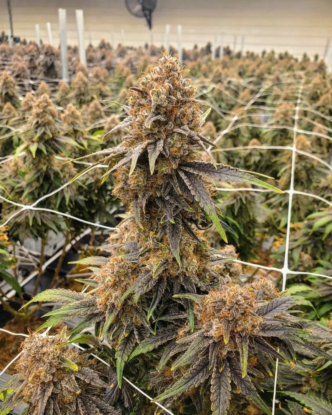 growing purple haze for the Best CBD Flower Shop in UK