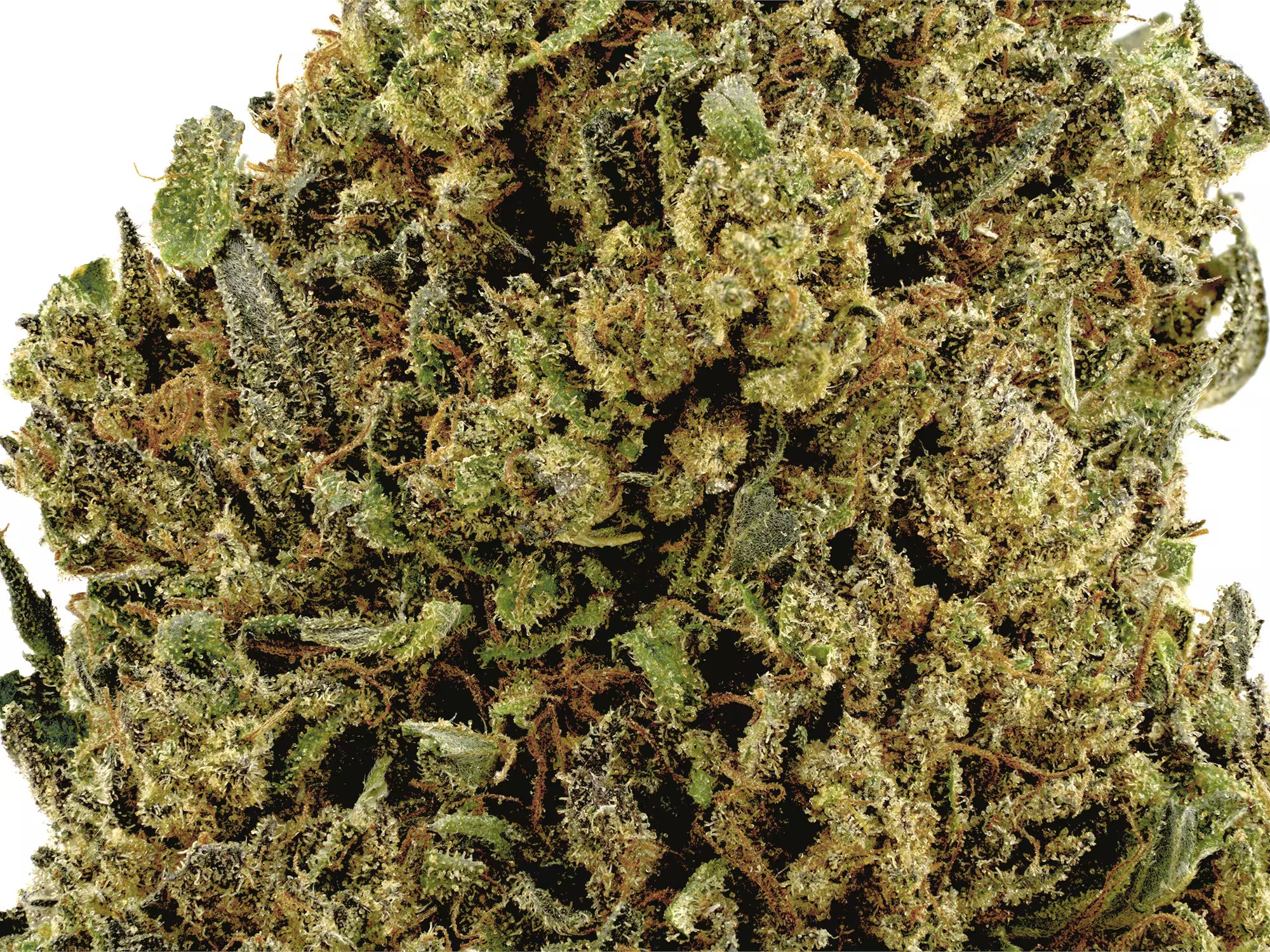 This is a close-up picture of Bubba Kush 59 CBD flower with white background.