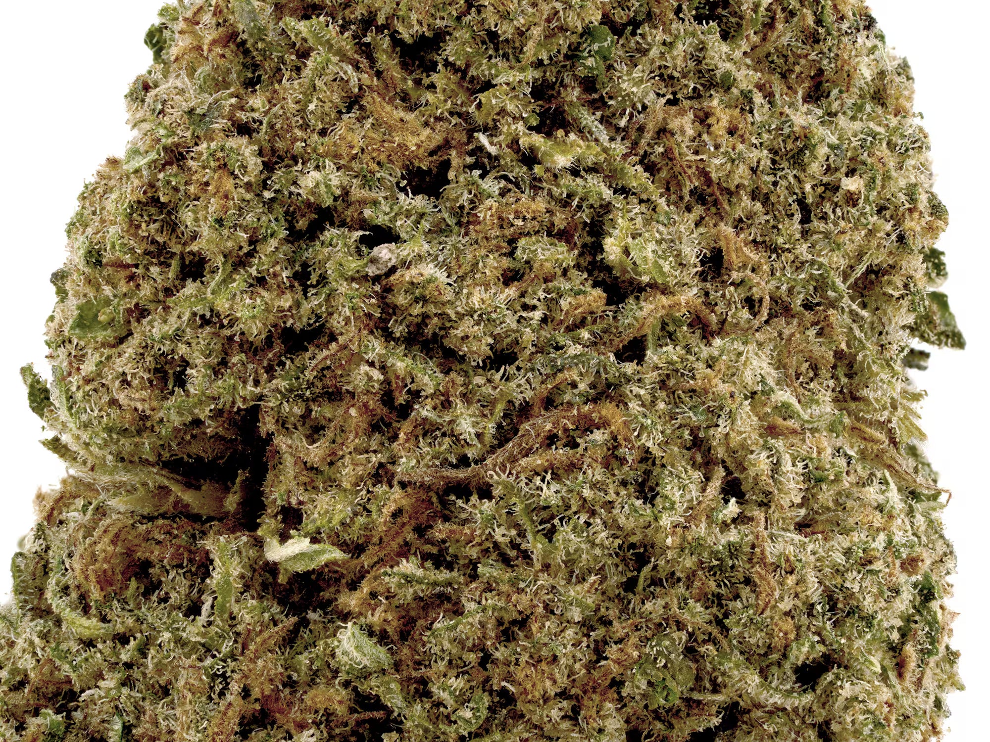 Close-up Detailed view of Critical Berries CBD Flower with White Background On.