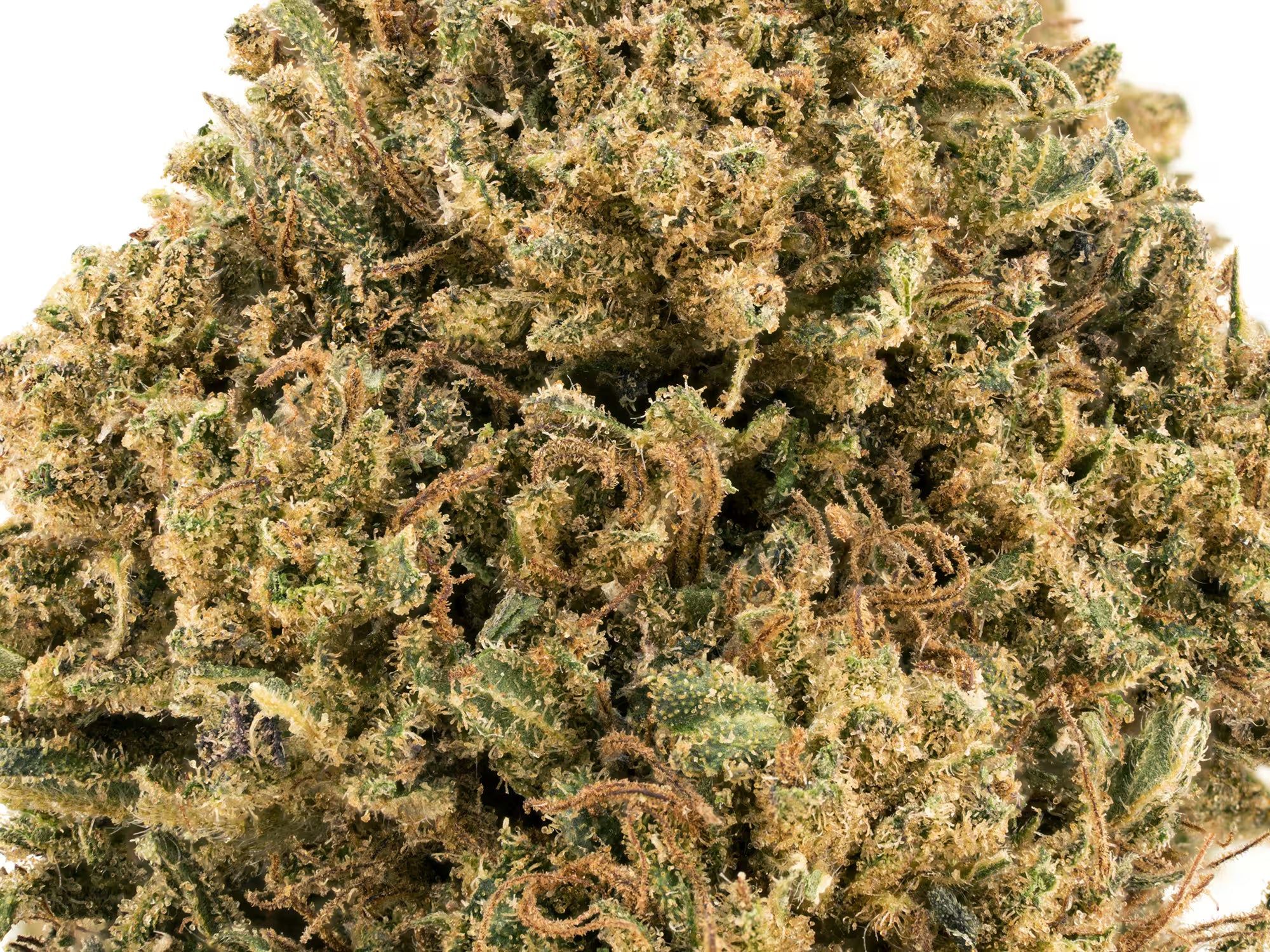 This is a detailed picture of Fyre OG CBD flower it's Bred by Hoku Seed Co from E1 Kush x Sour Lemon Head OG and you can see the quality of this bud from this picture