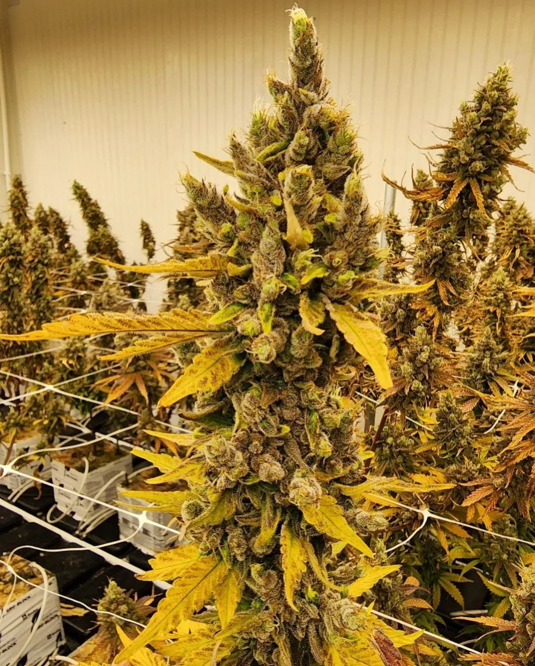 grapefruit bud growing for the Best CBD Flower Shop in UK