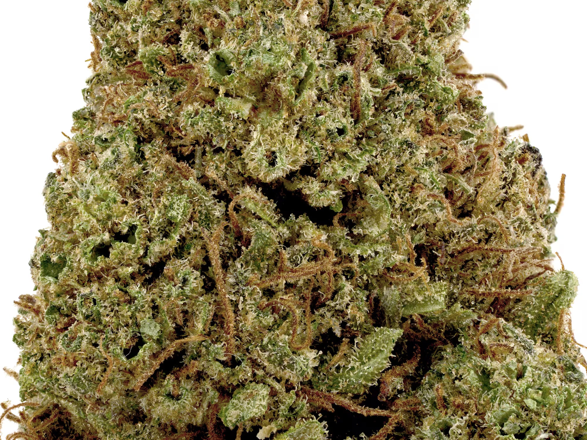 This Picture Shows the Detailed Look of Sour Lifter CBD flower. You Can See the Premium ness of the CBD Bud from this picture