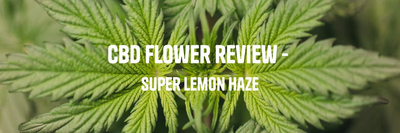 very detailed hemp leaf showing vibrant green colours, with a title 'CBD flower reviews - Super Lemon haze'.