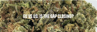 very detailed cbd flower trichome shot with text 'eu vs us: is the gap closing?'
