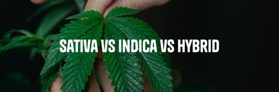 Hand holding a cannabis hemp plant leaf against dark background - Sativa vs Indica vs Hybrid guide by Originals CBD