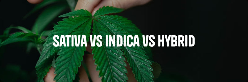 Hand holding a cannabis hemp plant leaf against dark background - Sativa vs Indica vs Hybrid guide by Originals CBD