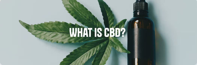 Hemp leaf and CBD oil dropper bottle on light blue background - What Is CBD guide by Originals CBD