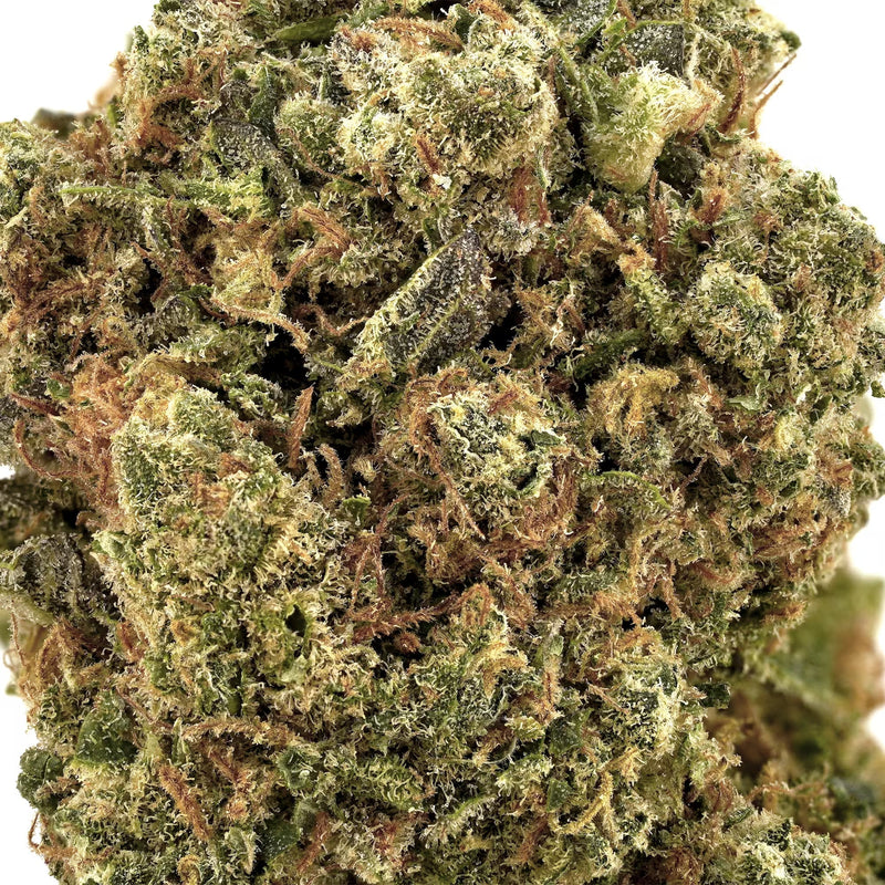 Amnesia Haze close up trichome shot on a white background.