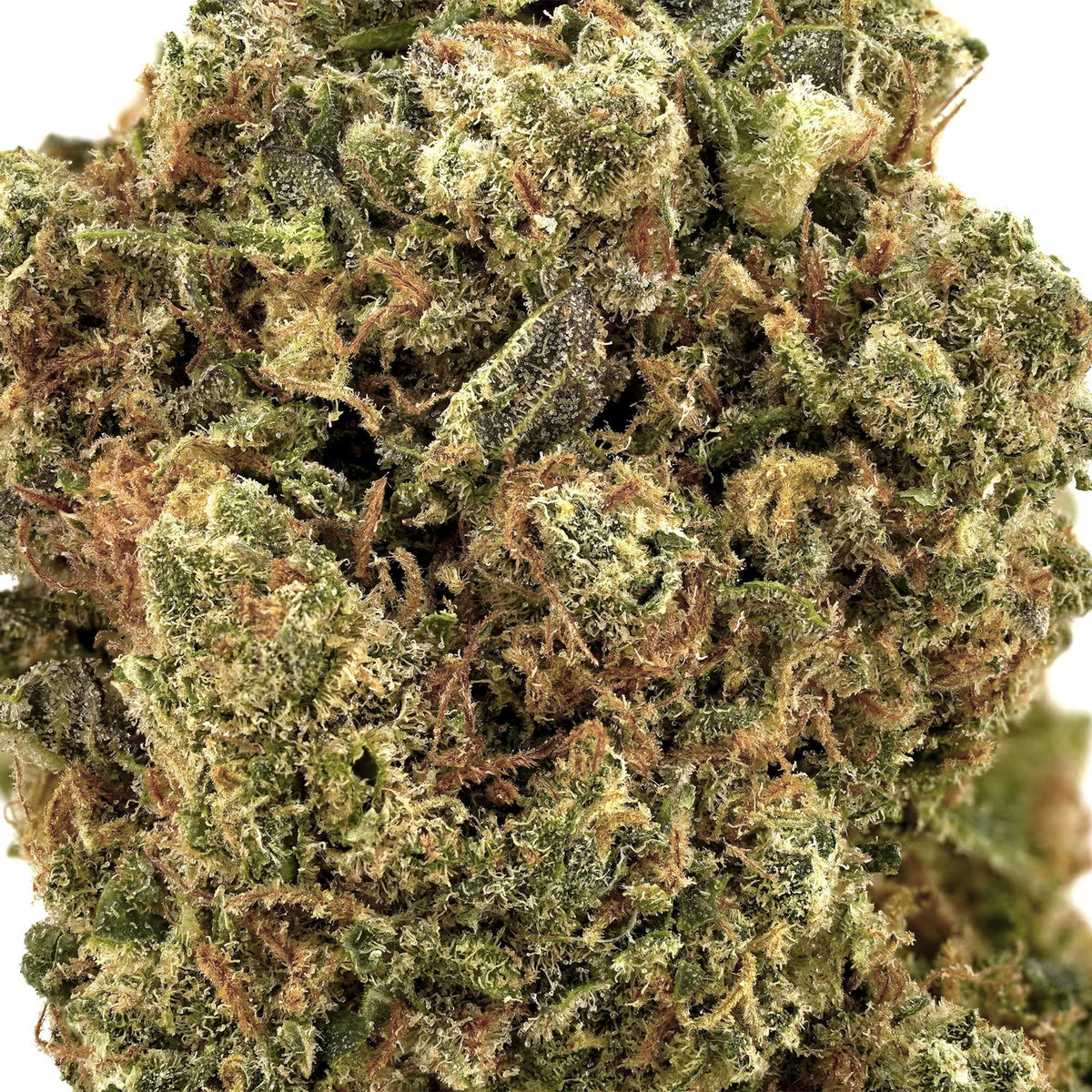Amnesia Haze close up trichome shot on a white background.