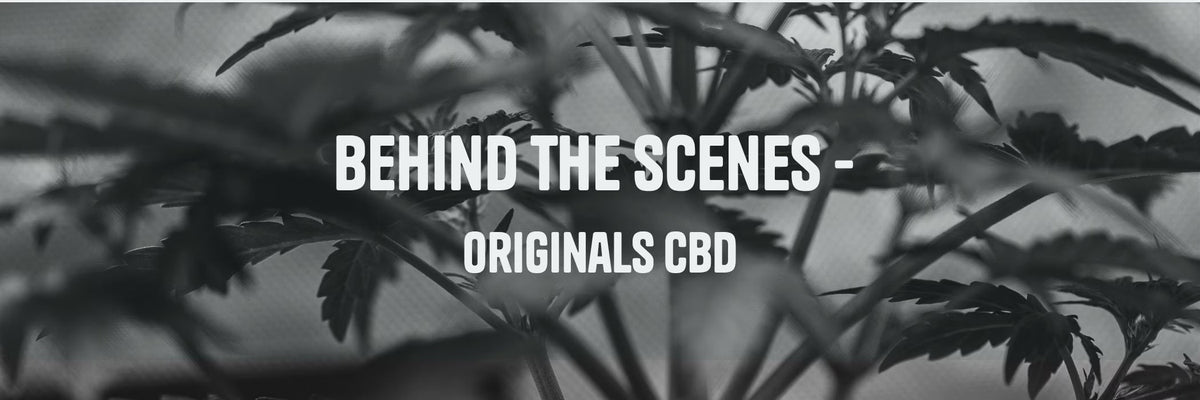 What I Do - Behind the Scenes of Sourcing at Originals CBD