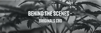 What I Do - Behind the Scenes of Sourcing at Originals CBD