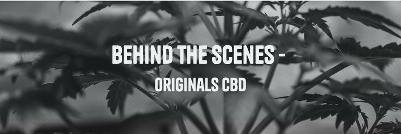 What I Do - Behind the Scenes of Sourcing at Originals CBD