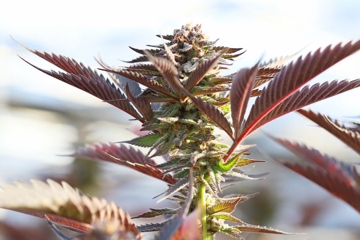 CBD flower growing outside with purple leaves, light airy background.
