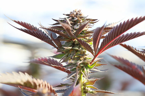 CBD flower growing outside with purple leaves, light airy background.