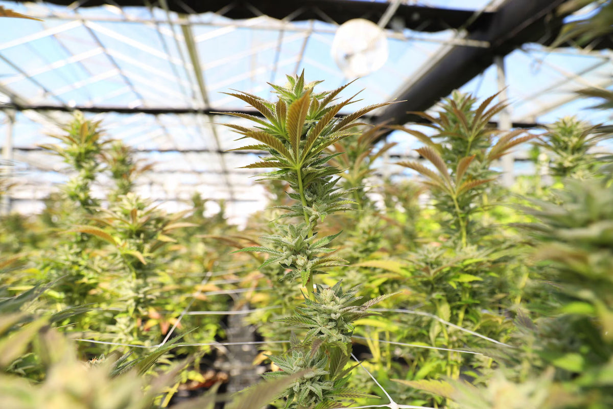 cbd flower growing in a greenhouse with natural sunlight.