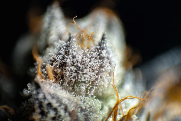close up trichome shot