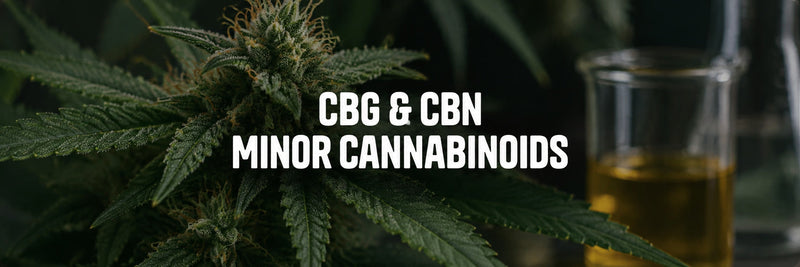 CBG and CBN in 2026: Why Minor Cannabinoids Are Becoming More Important in the CBD Market