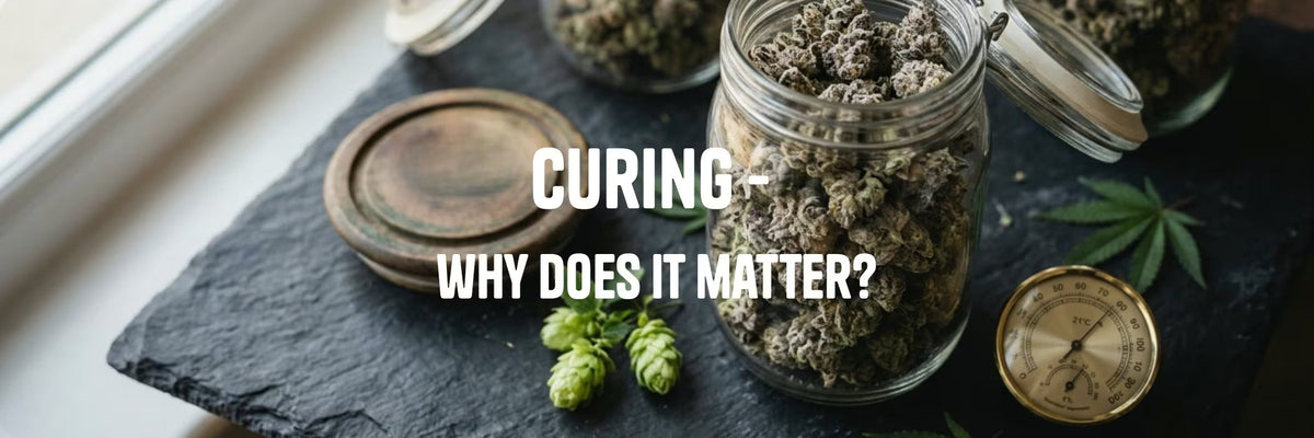 Glass jars of hemp flower buds with a hygrometer and hops cones on dark slate - Curing: Why Does It Matter?