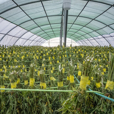 large greenhouse with cannabis plants hanging in daylight.