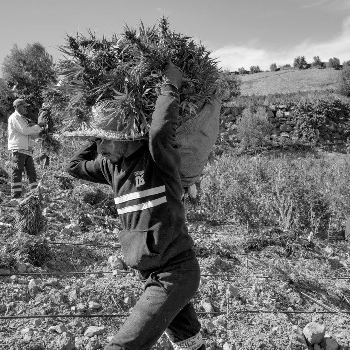 black and white photo showing man carrying cannabis on his back