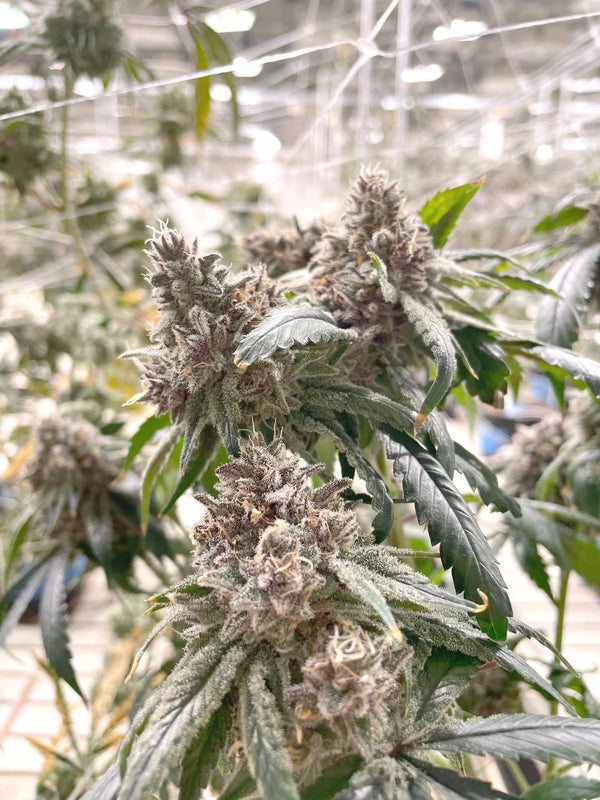 close up shot of cbd flower growing indoors with bright lighting.