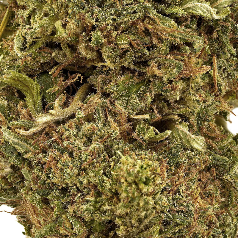 Close up trichome shot of lavender cupcakes hemp on a white background.
