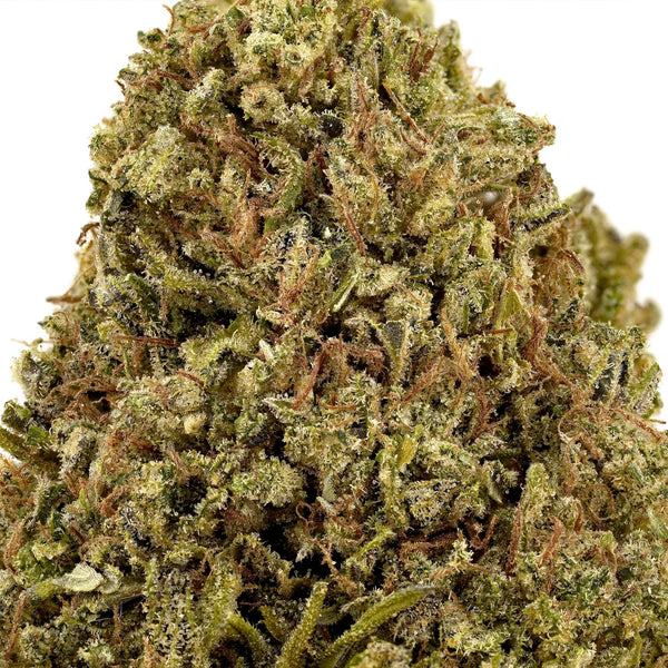 close up shot of cbd flower showing trichomes on a white background