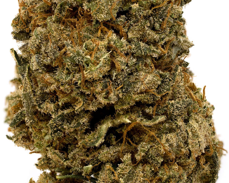 Close up trichome shot of Llama tonic hemp flower on a white background.