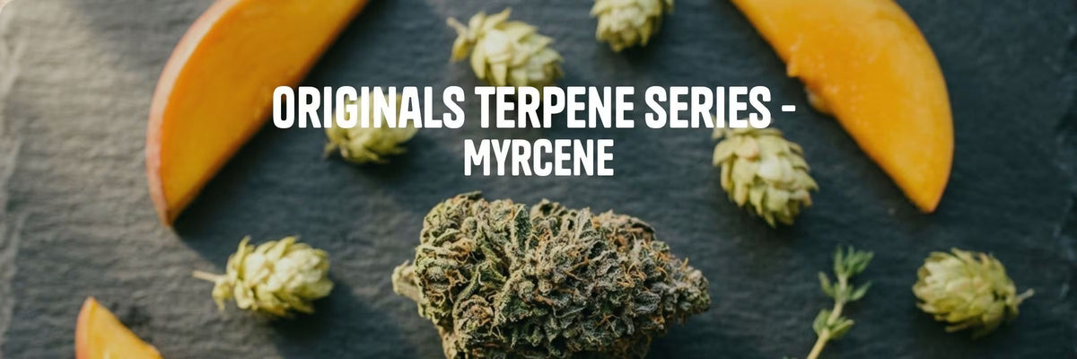 Hemp flower with mango, hops, and thyme on dark slate - Originals Terpene Series: Myrcene