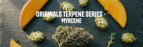 Hemp flower with mango, hops, and thyme on dark slate - Originals Terpene Series: Myrcene