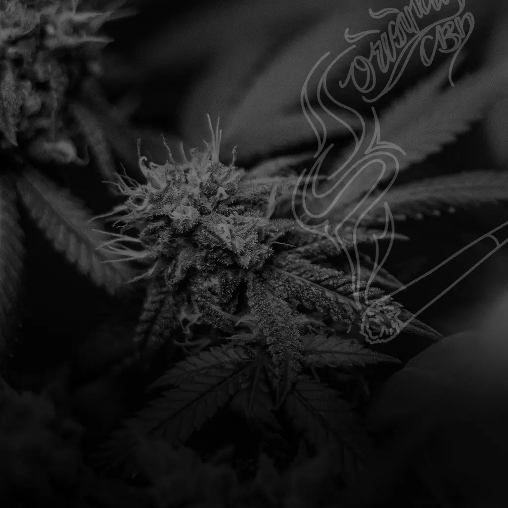 Premium CBD Flower