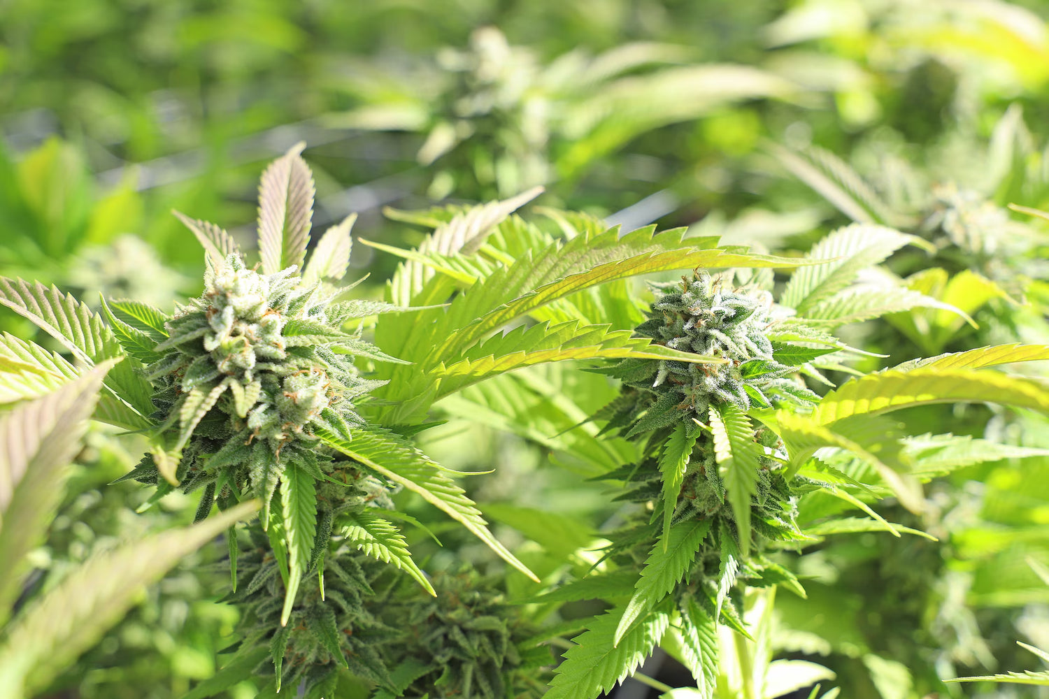 Sun-Grown CBD Flower