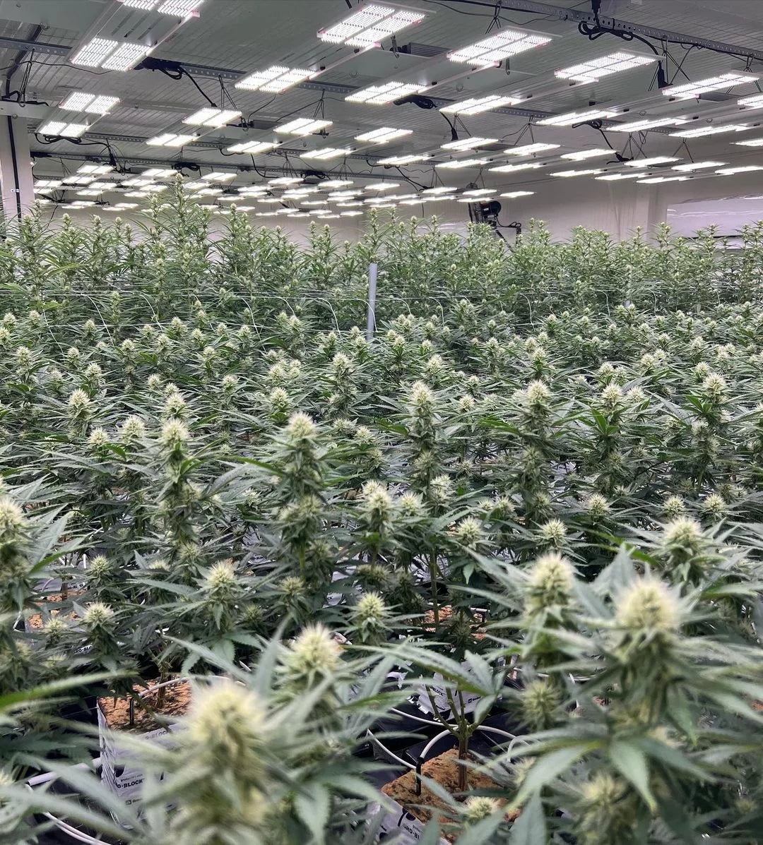 cbd grow room of the best cbd flower shop in uk