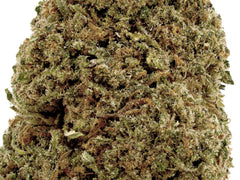 Critical Berries CBD Flower Sun grown