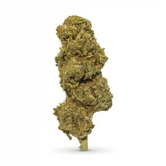 Orange Bud CBD Flower