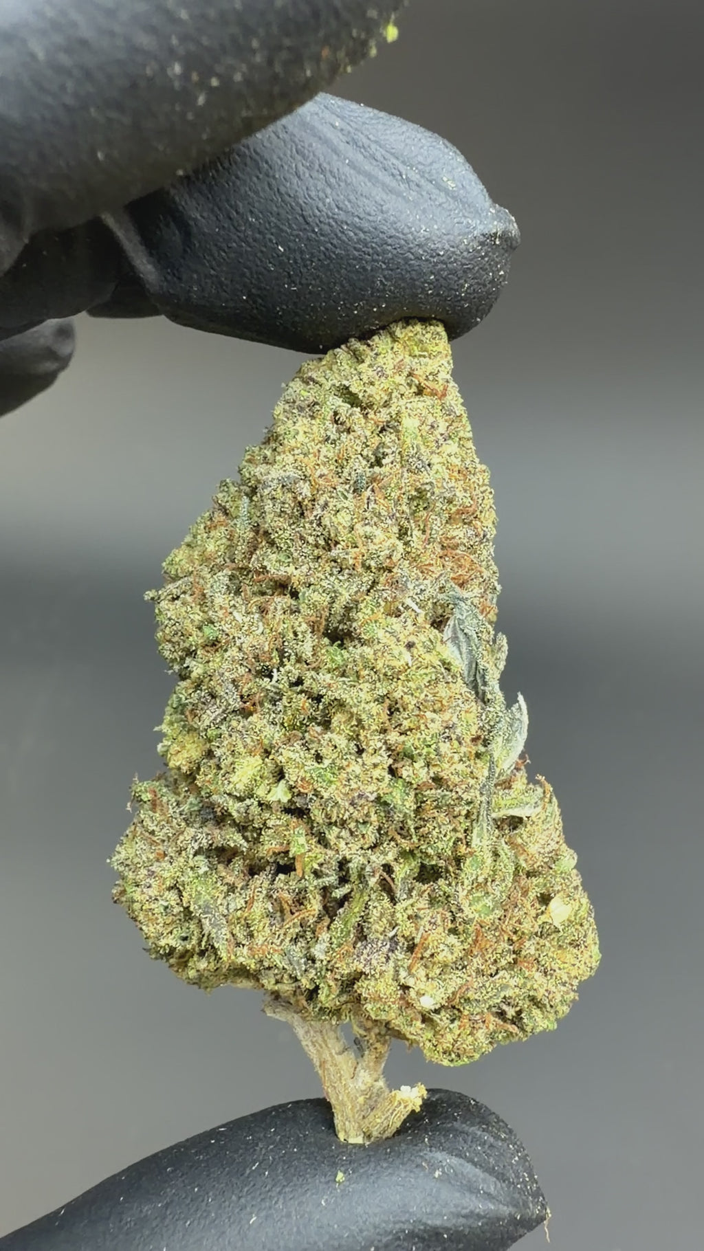 Detailed Video of Fyre OG CBD flower 2 hand is showing the bud from every angle so that you can see it in detailed 