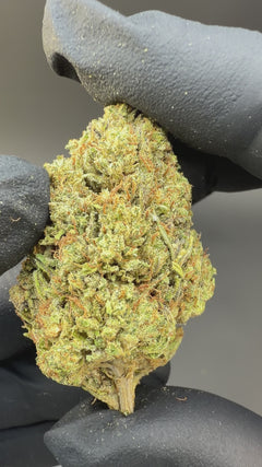 Lemon Octane #13 CBD Flower Sun grown