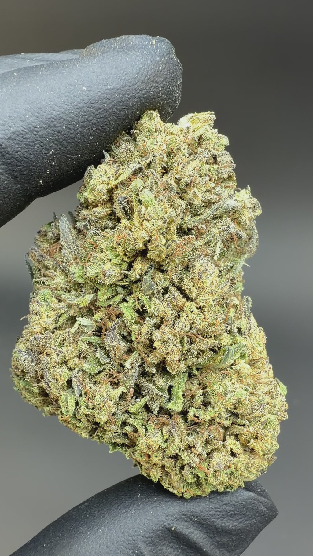 2 hand is showing every single details of this CBD bud by zooming and focusing clearly. You can see the very close-up look of Bubba Kush 59 CBD flower from this video.