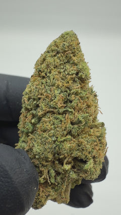 Mango Haze CBD Flower