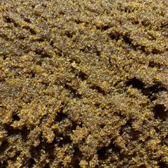 Zkittlez CBN Hash